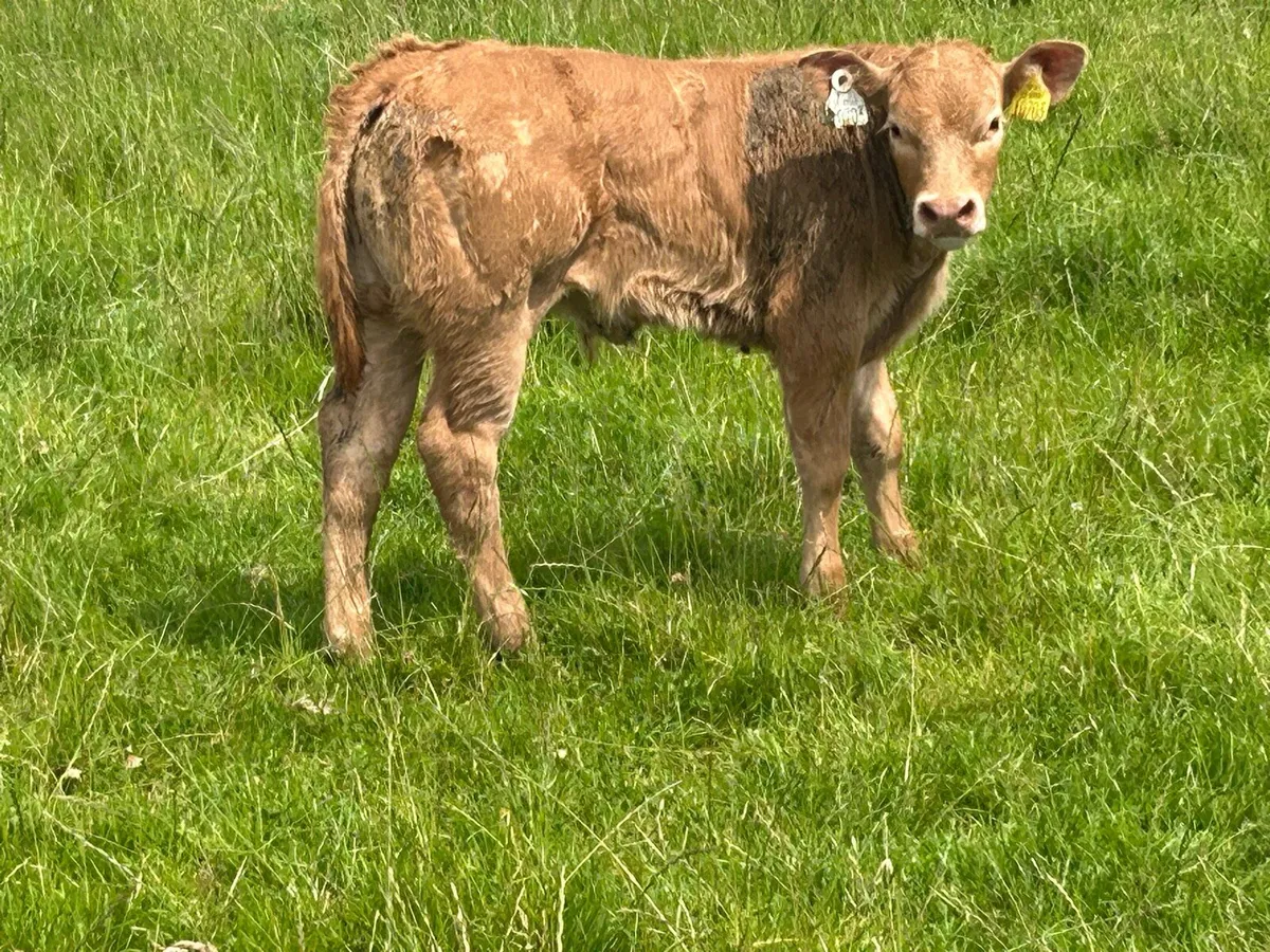 Second calved 5 star genotyped cow and bull calf - Image 2