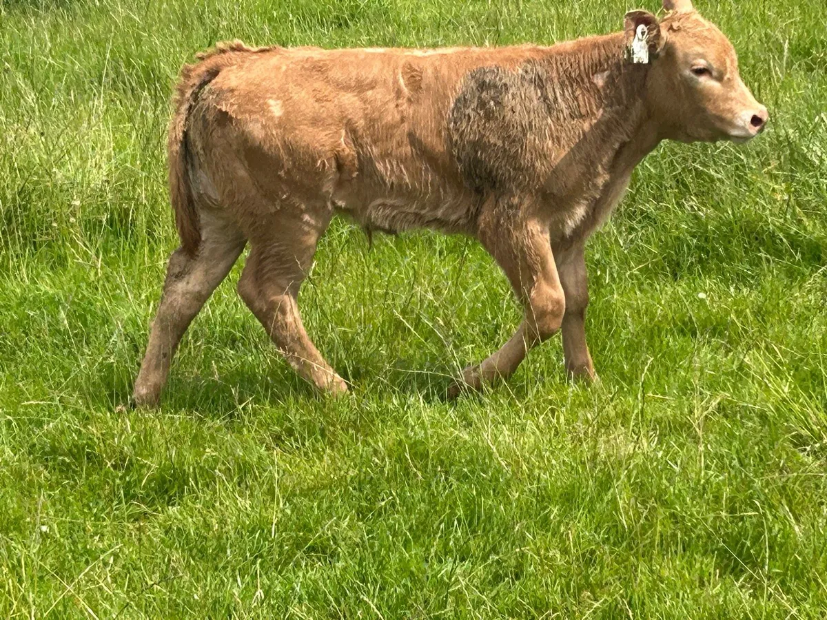 Second calved 5 star genotyped cow and bull calf - Image 3