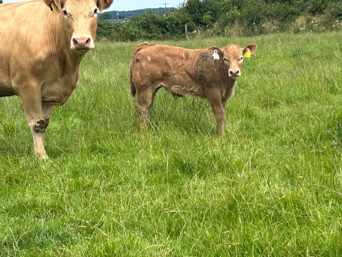 Second calved 5 star genotyped cow and bull calf - Image 4