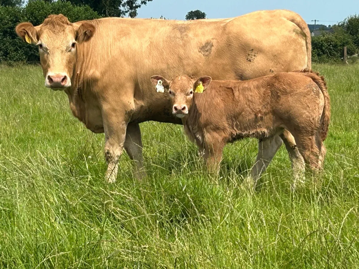Second calved 5 star genotyped cow and bull calf - Image 1