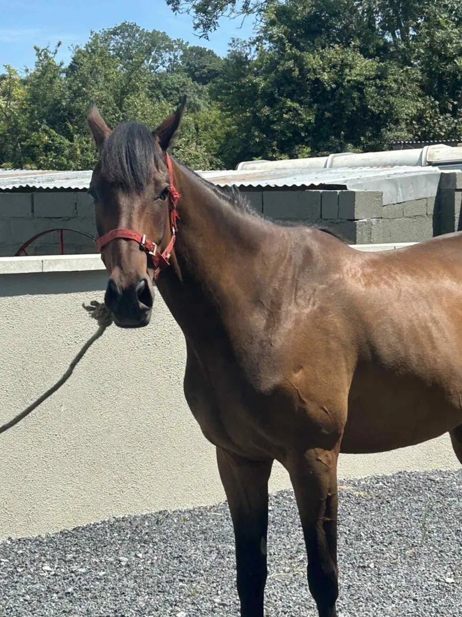 4 YEAR OLD SPORTS  HORSE GELDING - Image 1