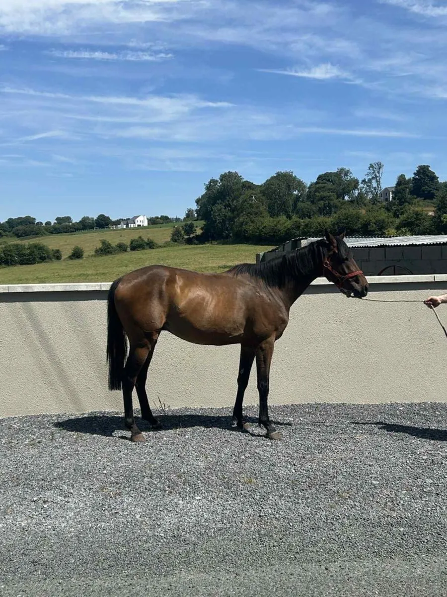 4 YEAR OLD SPORTS  HORSE GELDING - Image 3
