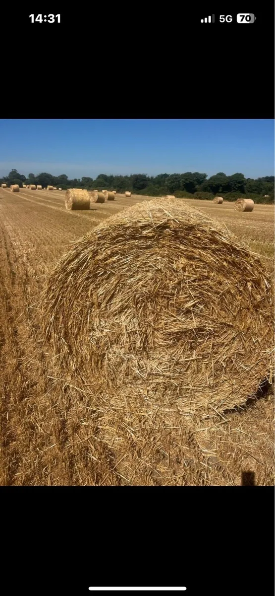 Straw - Image 3