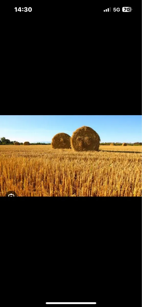Straw - Image 4