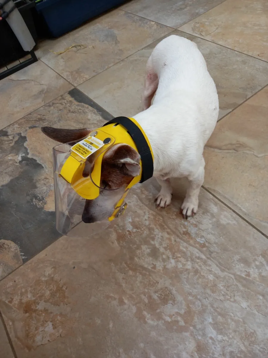 0ptivisor, Dog eye protection - Image 1