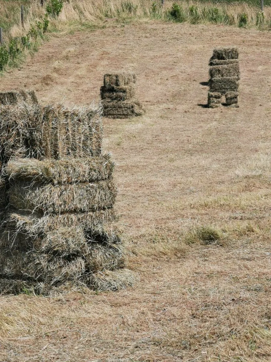 Hay square bales. - Image 1
