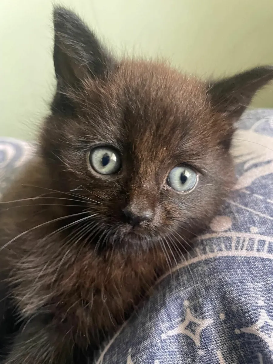 😸 for adoption