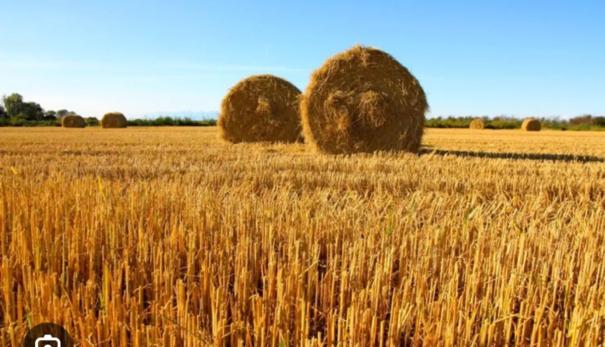 straw