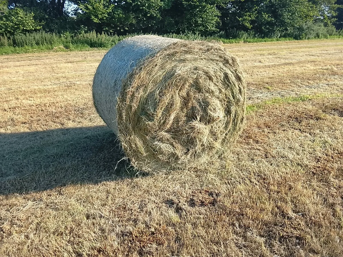 Hay bales - Image 1