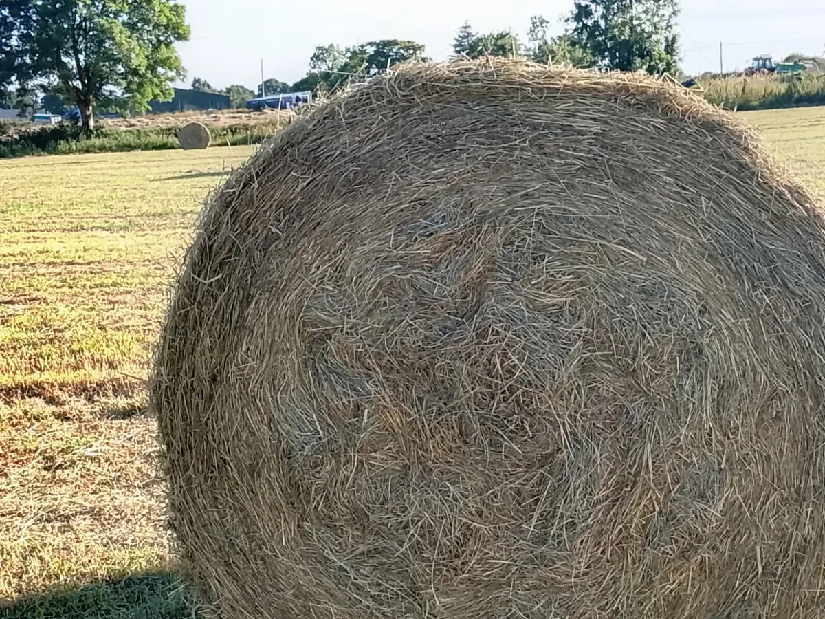 Hay bales - Image 2