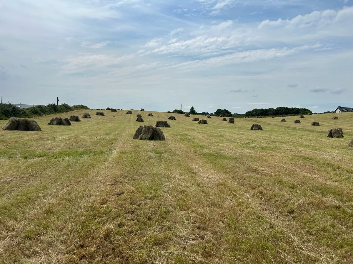 Hay
