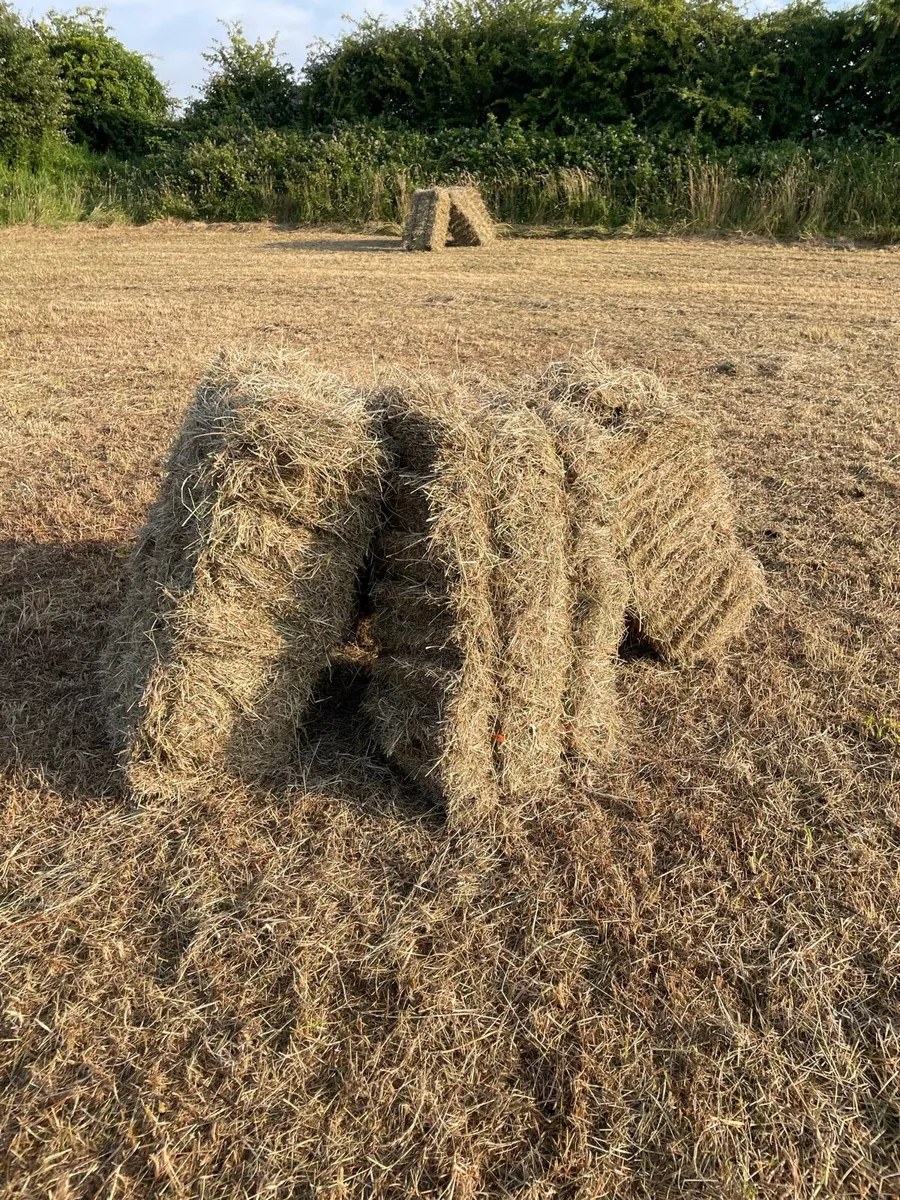 Hay for sale - Image 2