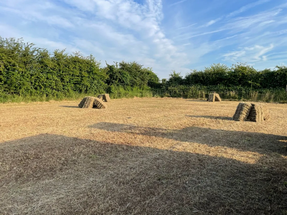 Hay for sale - Image 3