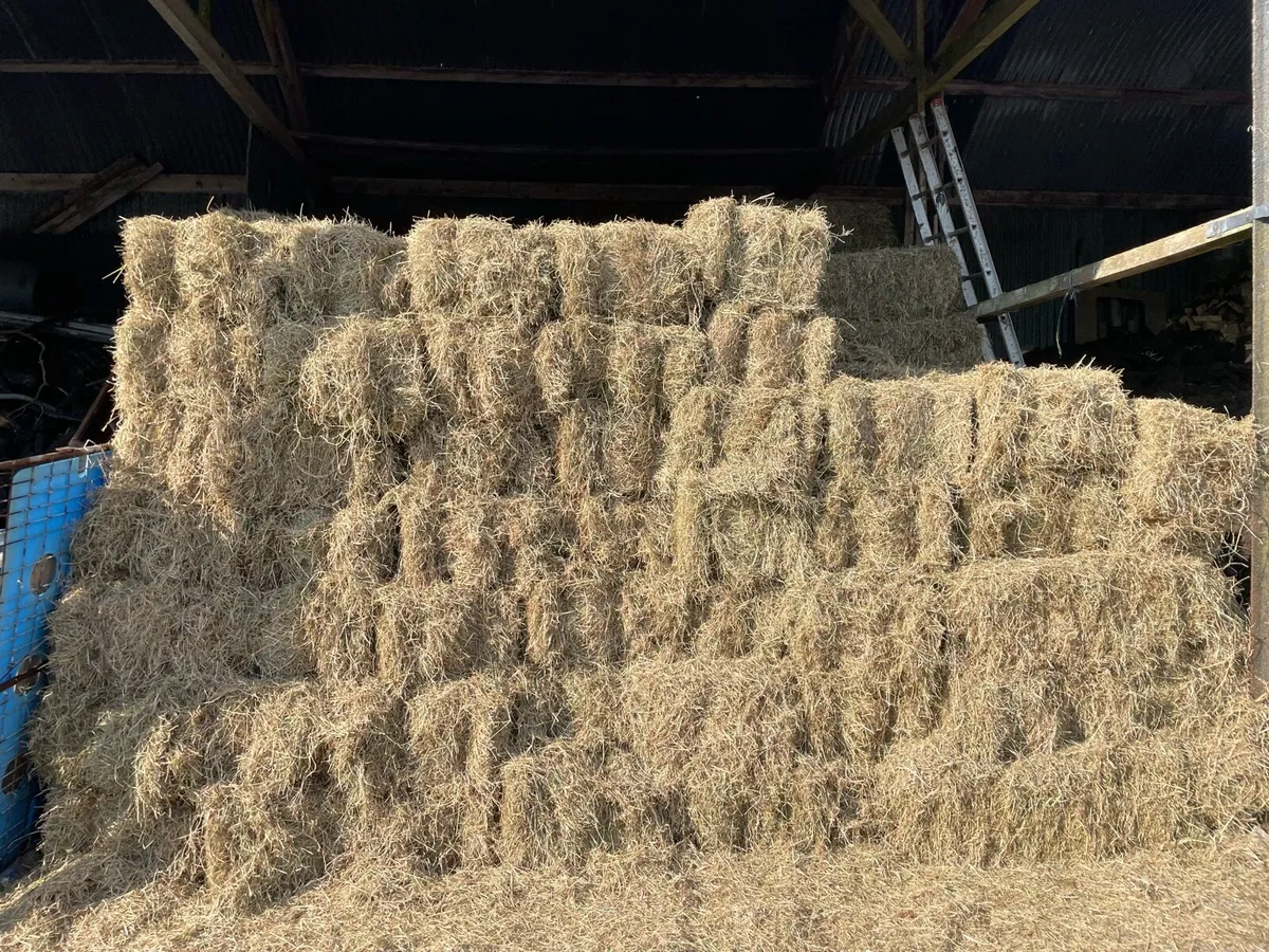 Hay for sale - Image 4