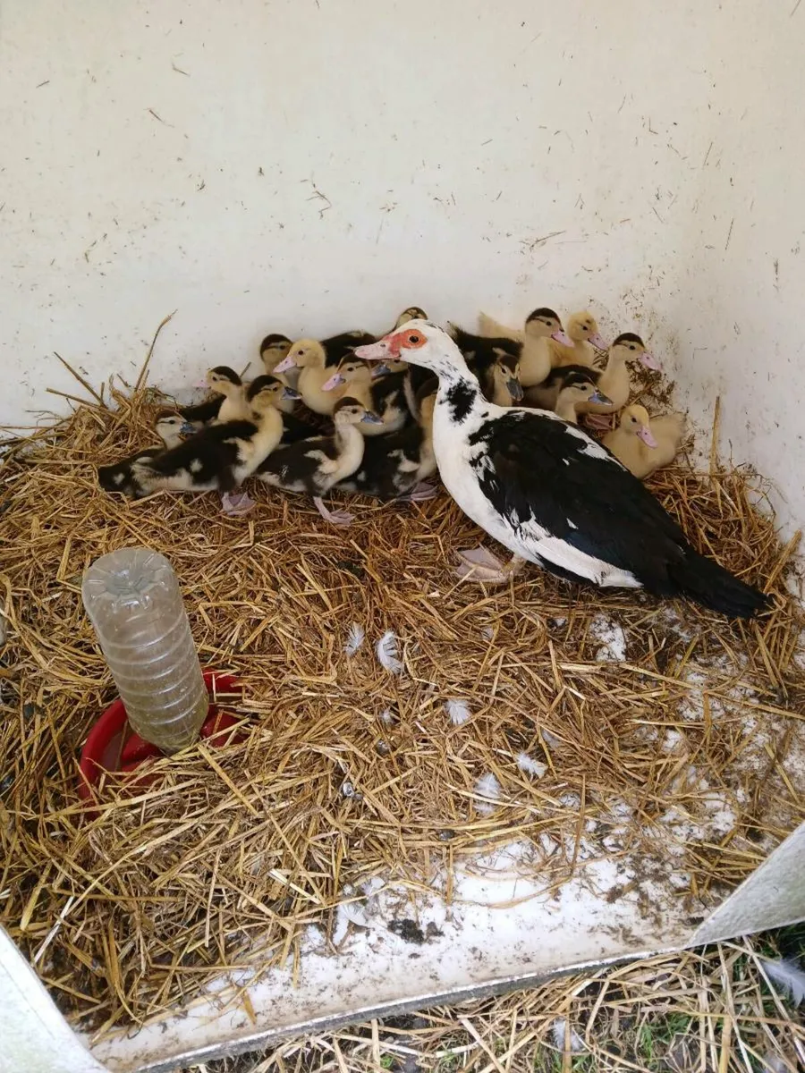 Moscovy ducklings
