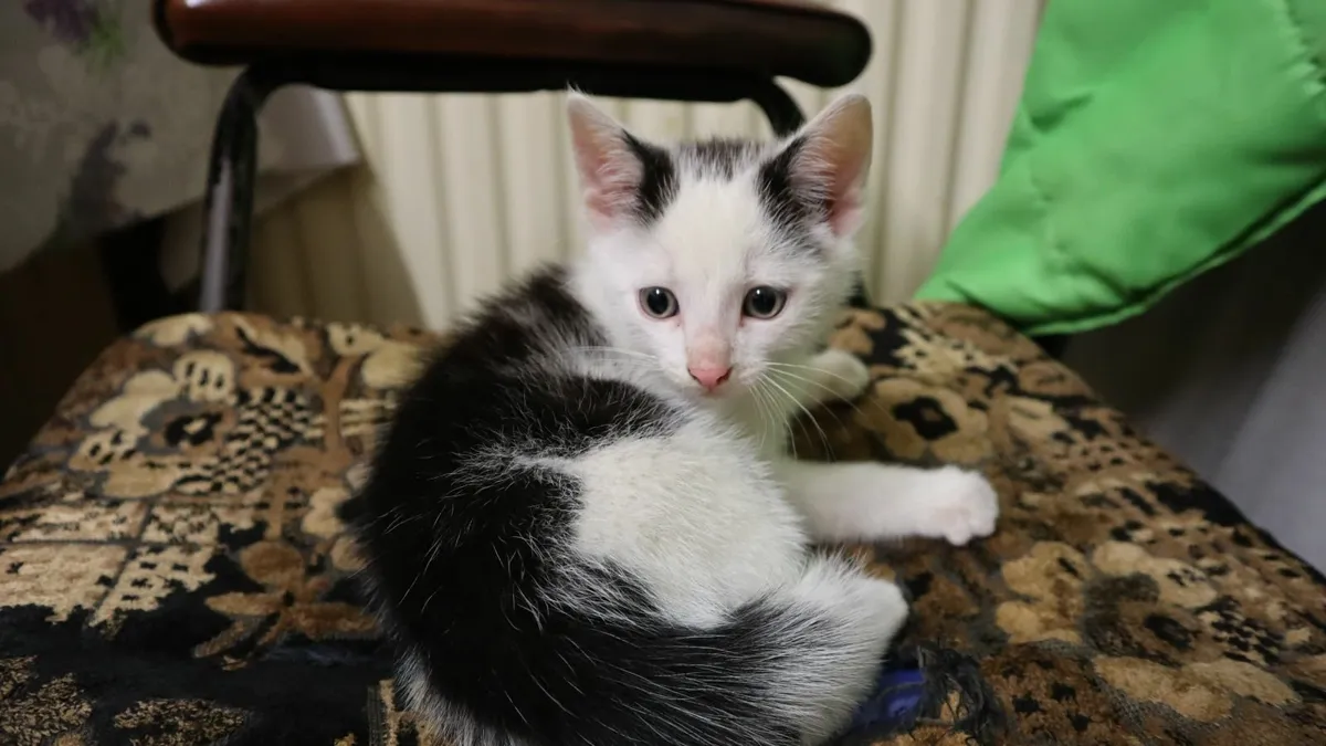 Kittens - Image 1
