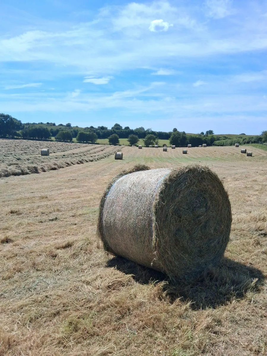 Hay for sale - Image 2
