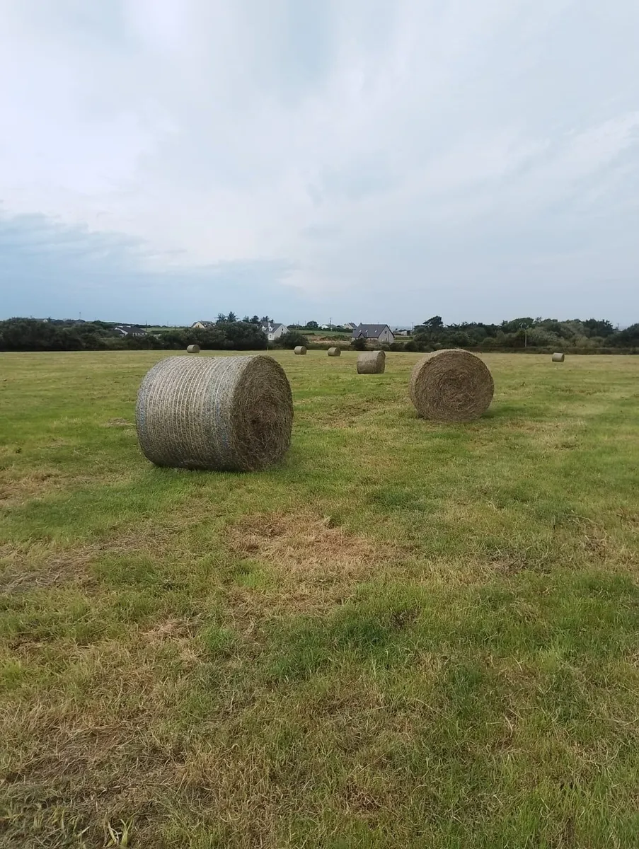 Hay bales - Image 1