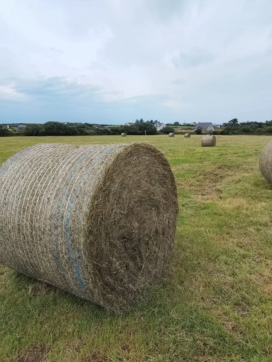 Hay bales - Image 4
