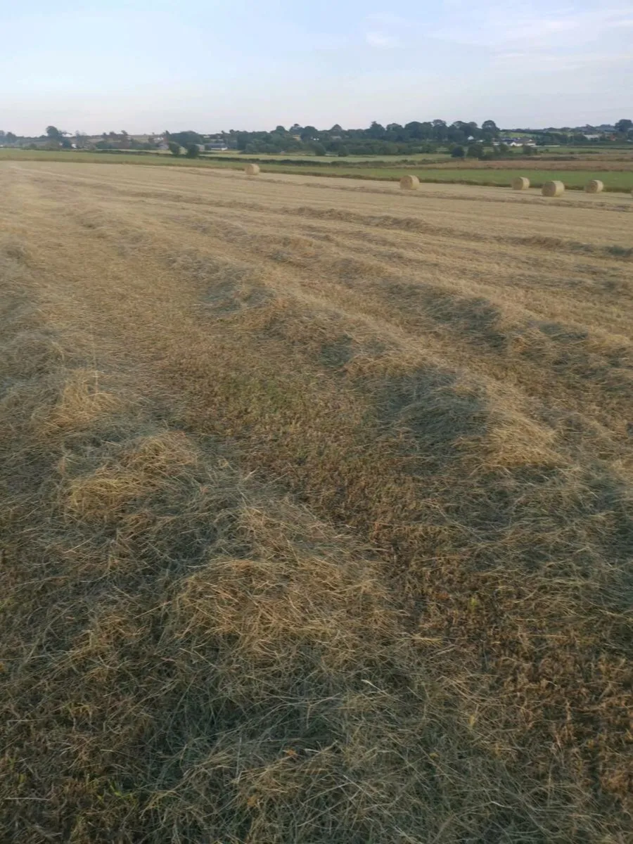 Organic hay - Image 2