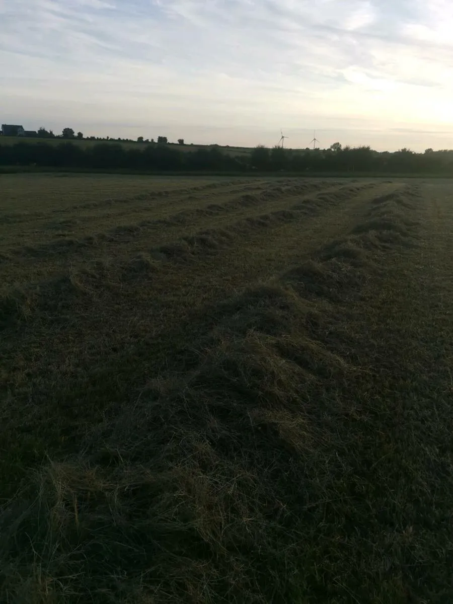 Organic hay - Image 3
