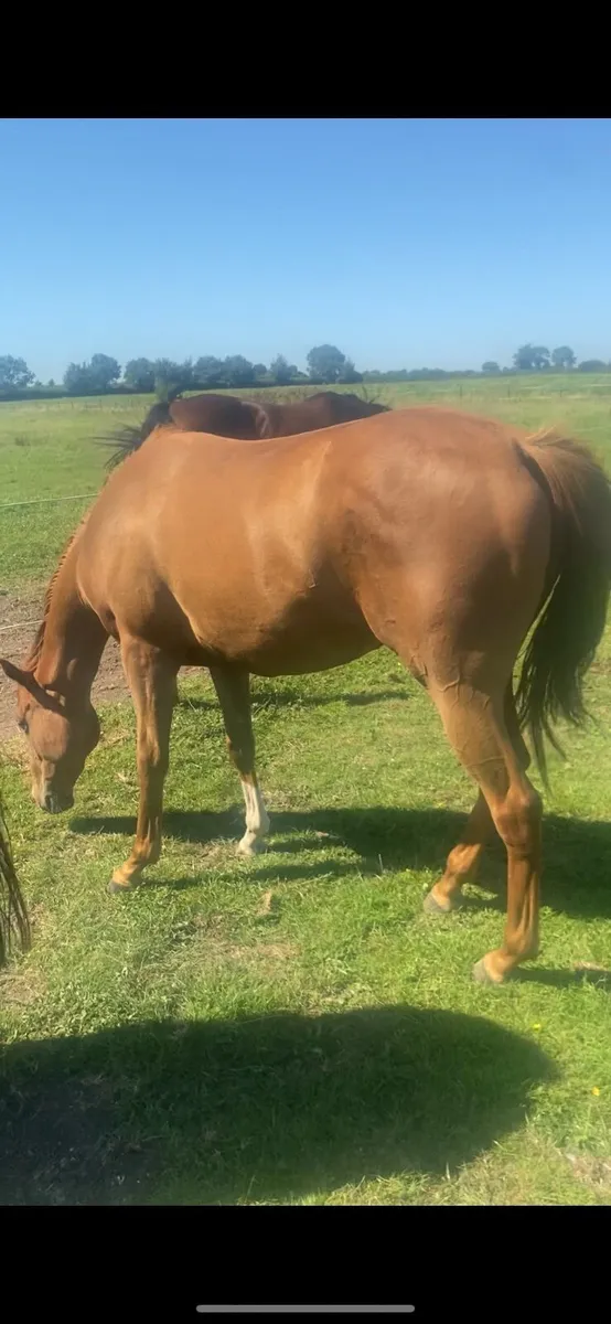 Calyx Filly 2yo - Image 1