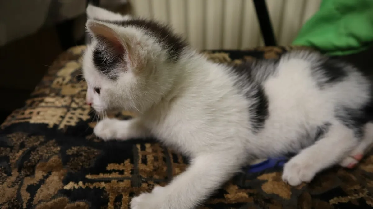 Kittens - Image 3