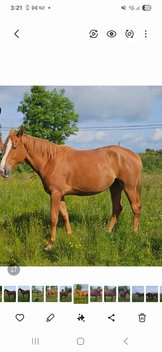 16.3 2 yr  chestnut filly by Ceide Prince - Image 1