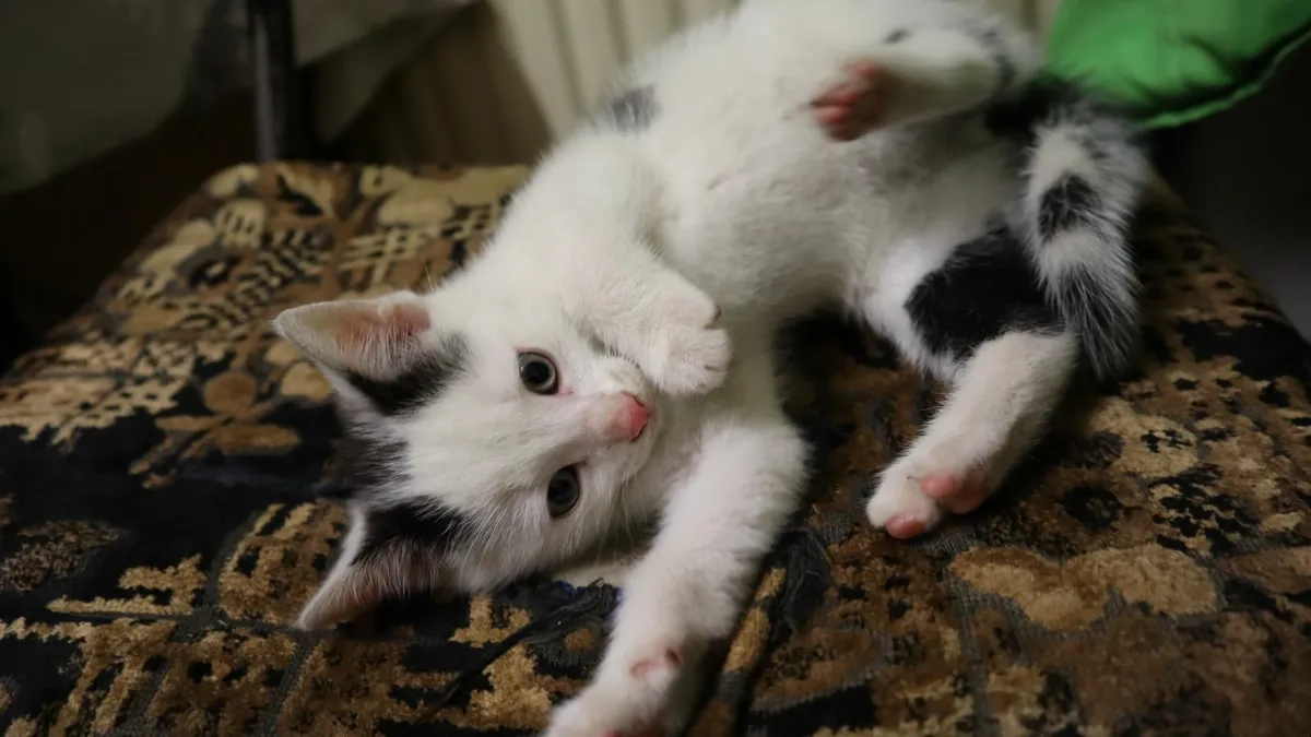 Kittens - Image 4