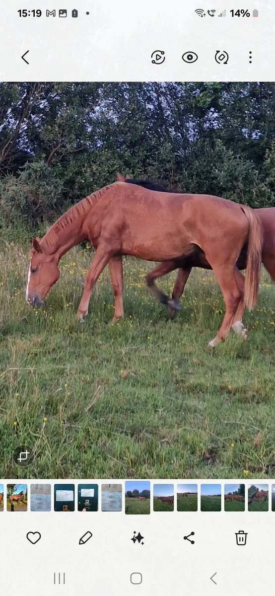 16.3 2 yr  chestnut filly by Ceide Prince - Image 4
