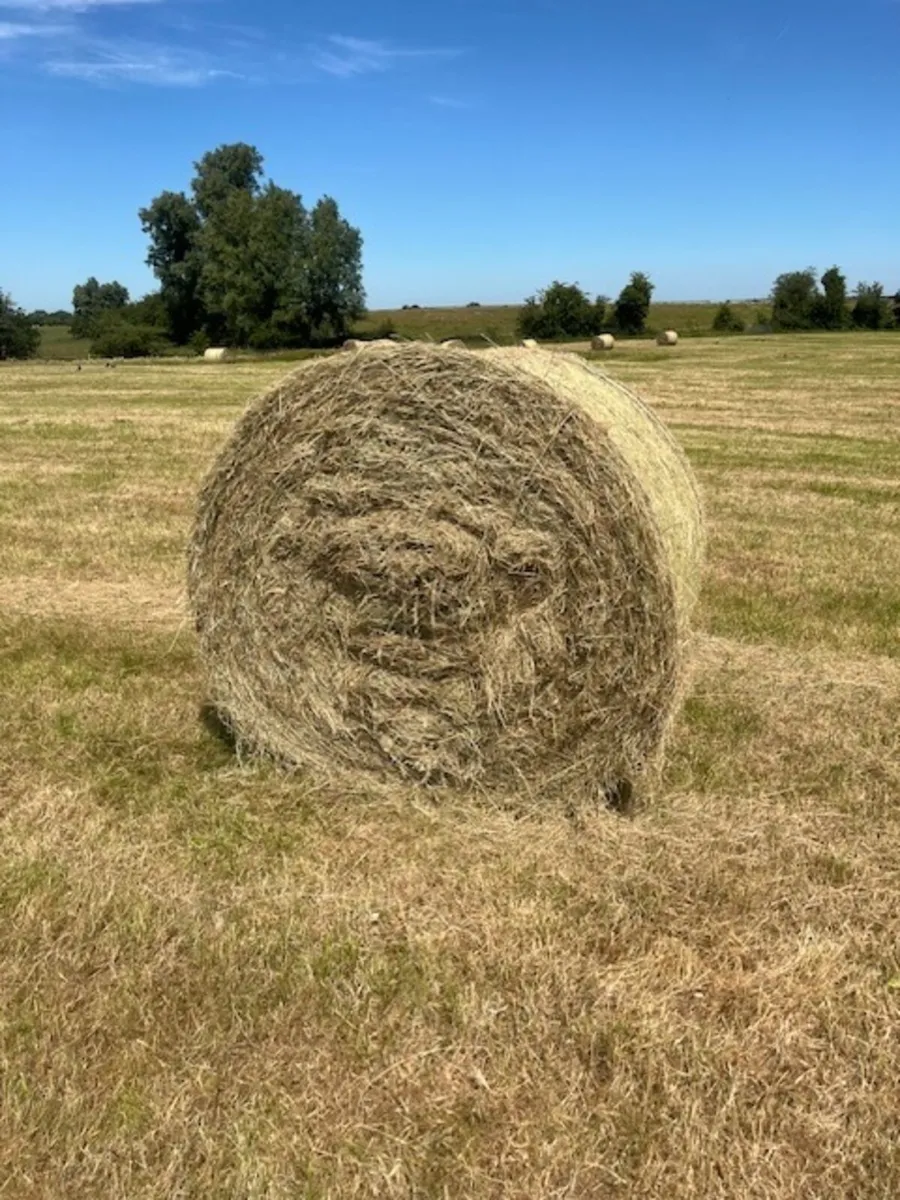 Hay - Image 2