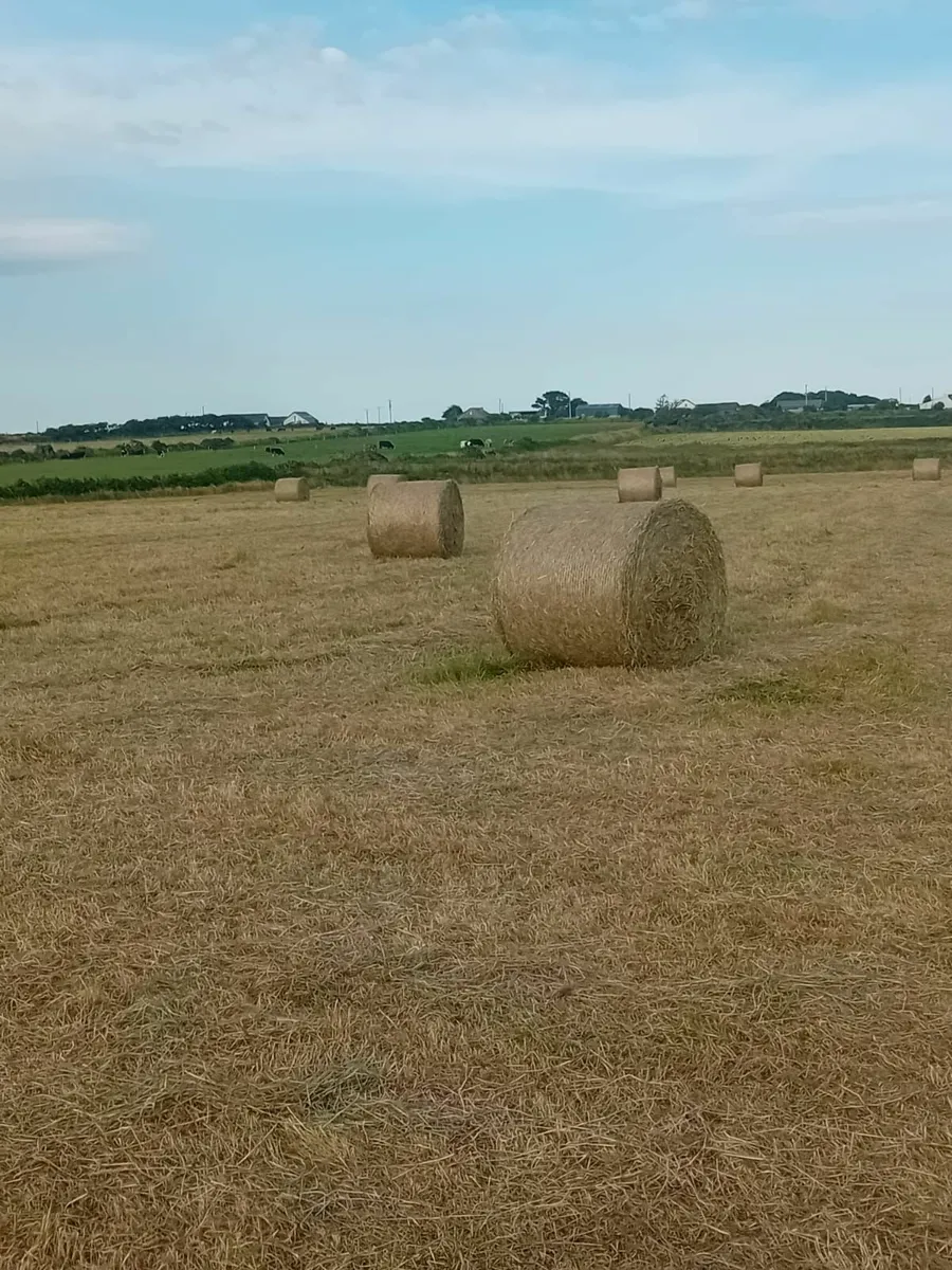 Hay