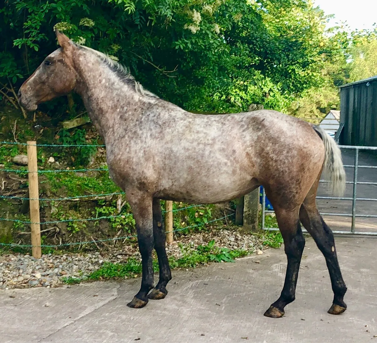 3YO Filly - Image 1
