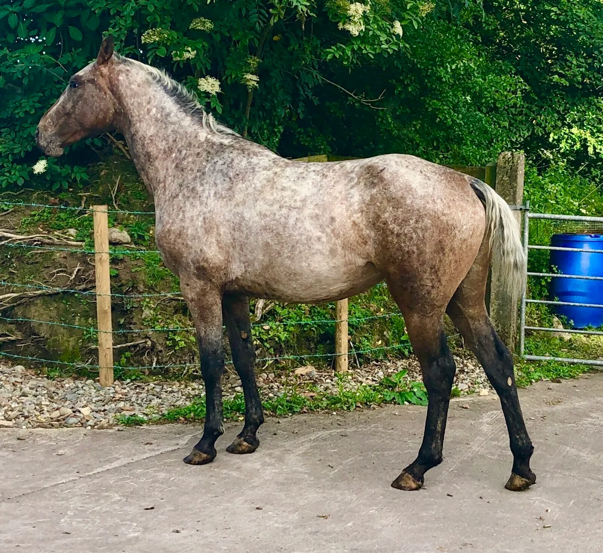 3YO Filly - Image 2