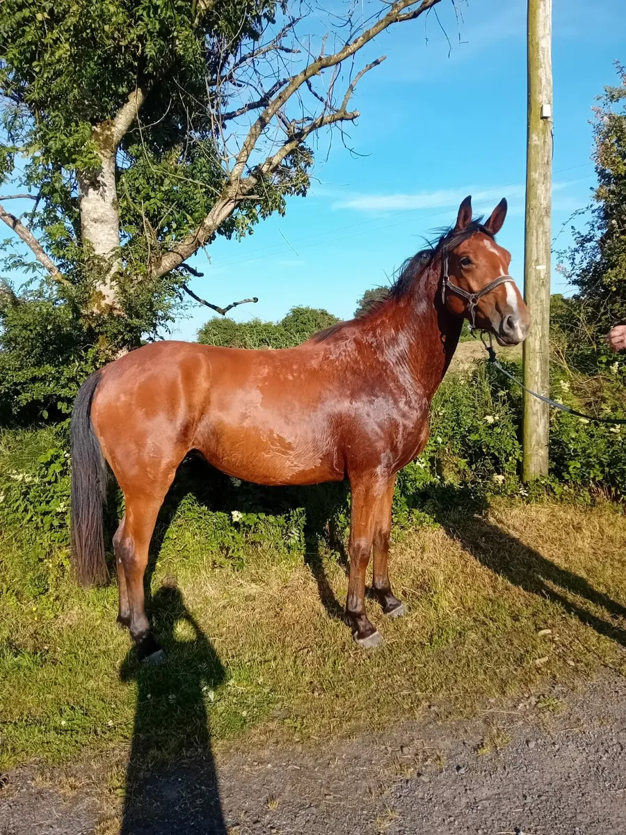 16.2 3yr old  bay Filly by Harper de Seigneur - Image 1