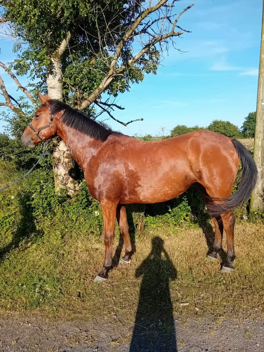 16.2 3yr old  bay Filly by Harper de Seigneur - Image 4
