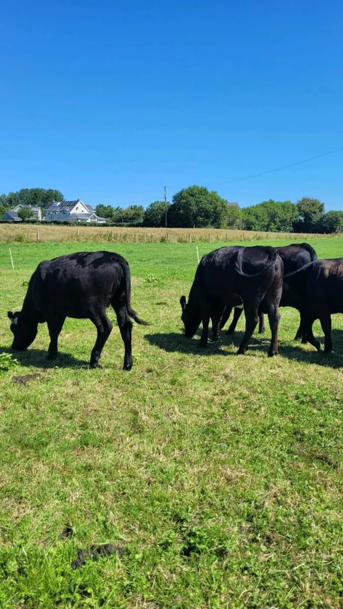 Angus Heifers - Image 1