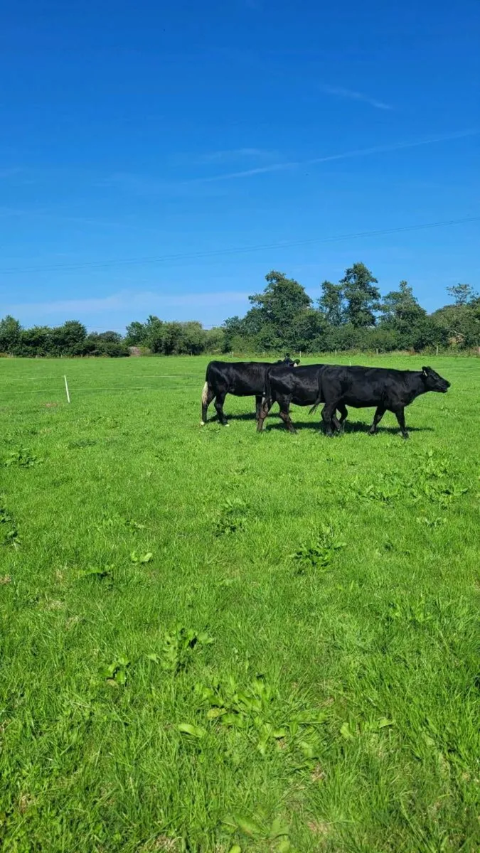 Angus Heifers - Image 2