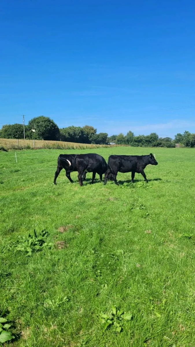 Angus Heifers - Image 3
