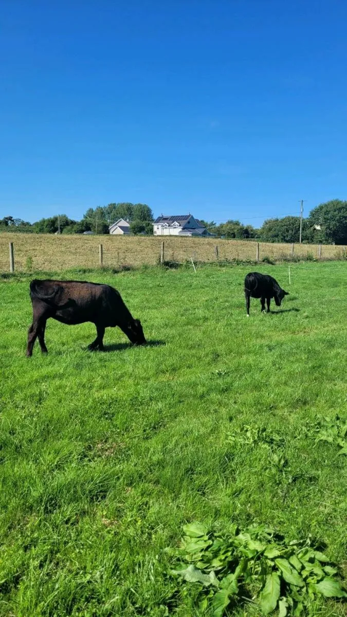 Angus Heifers - Image 4