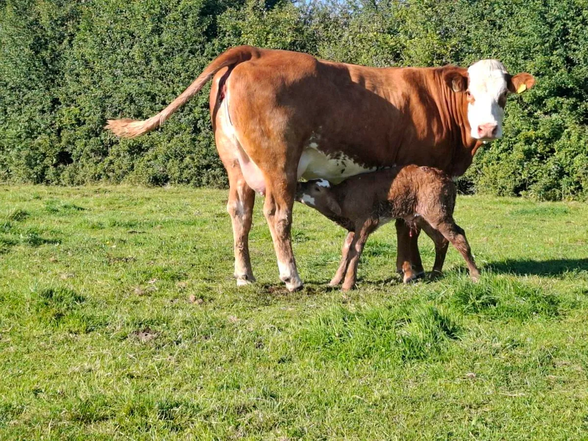 Twin heifers both freshly calved - Image 2