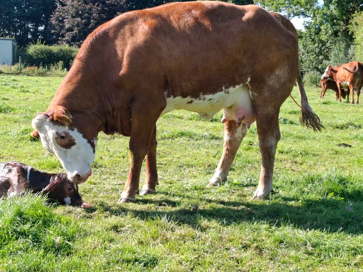 Twin heifers both freshly calved - Image 3