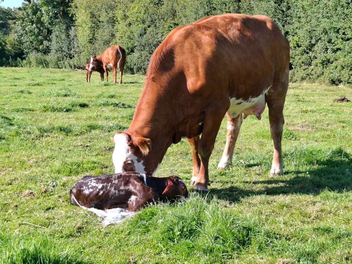 Twin heifers both freshly calved - Image 1
