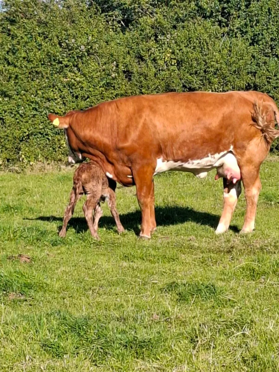 Twin heifers both freshly calved - Image 4