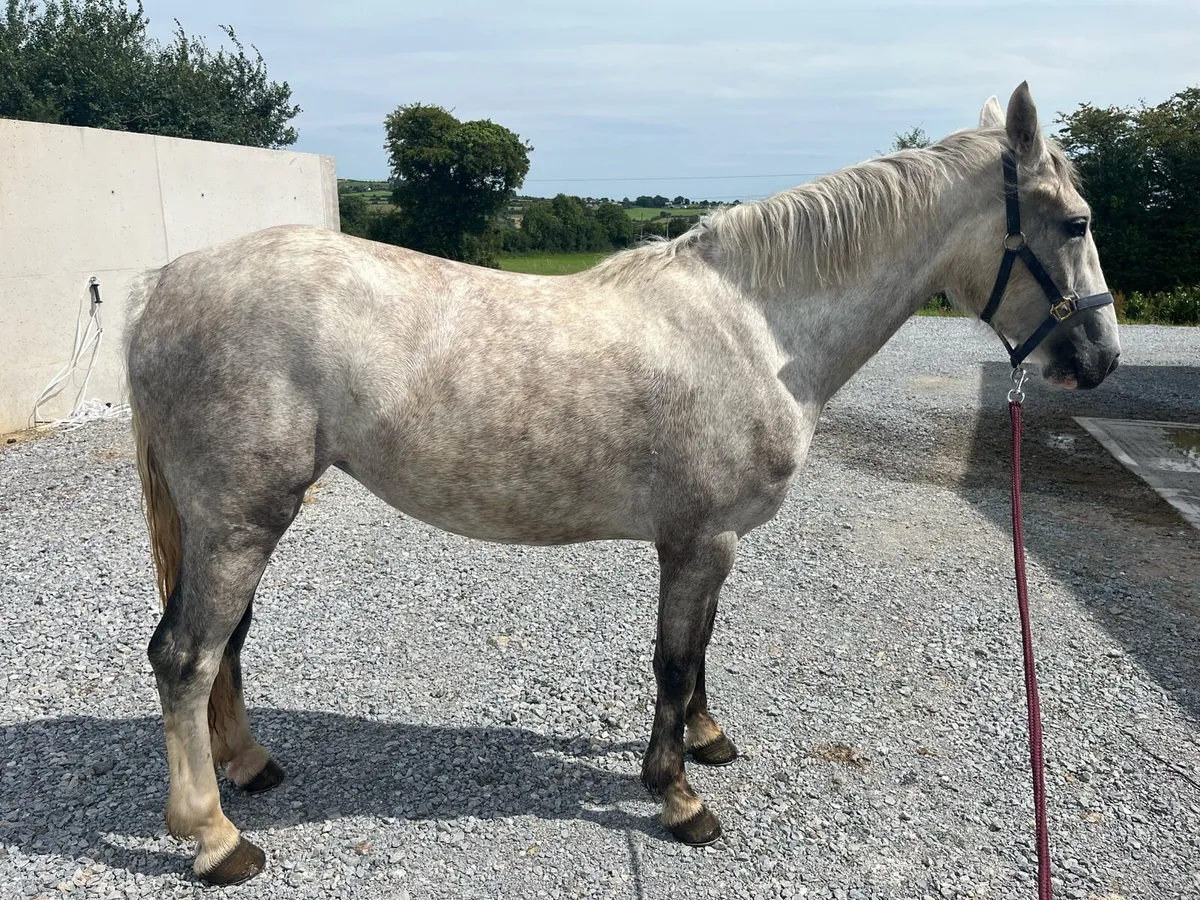3yr old Irish Draught - Image 2