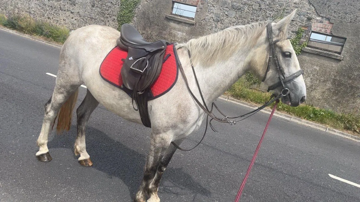 3yr old Irish Draught - Image 3