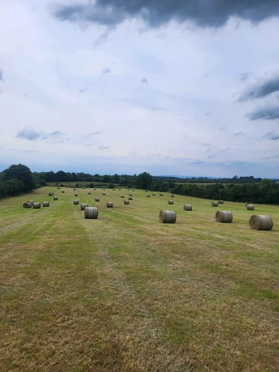 Hay - Image 1