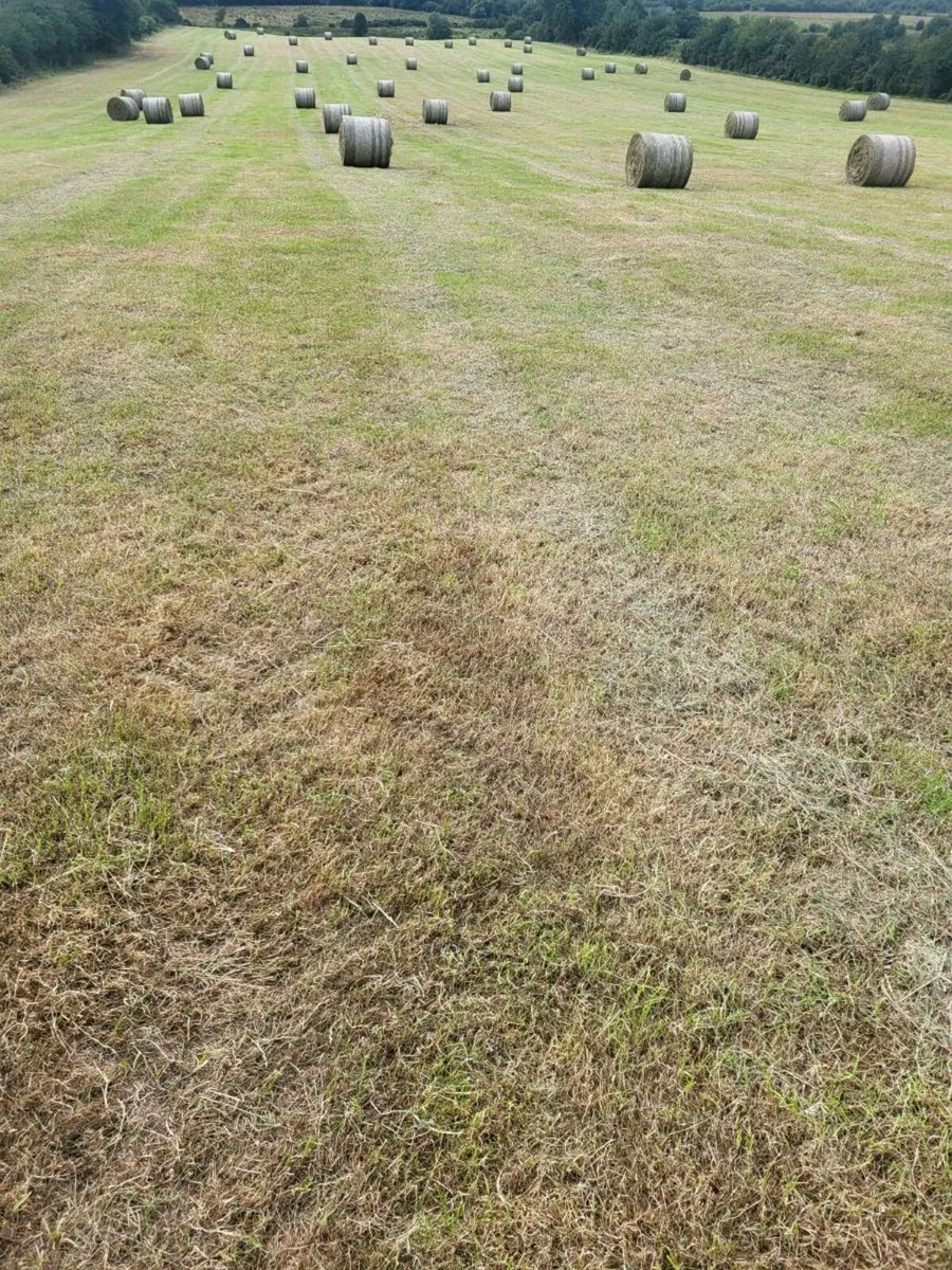 Hay - Image 2