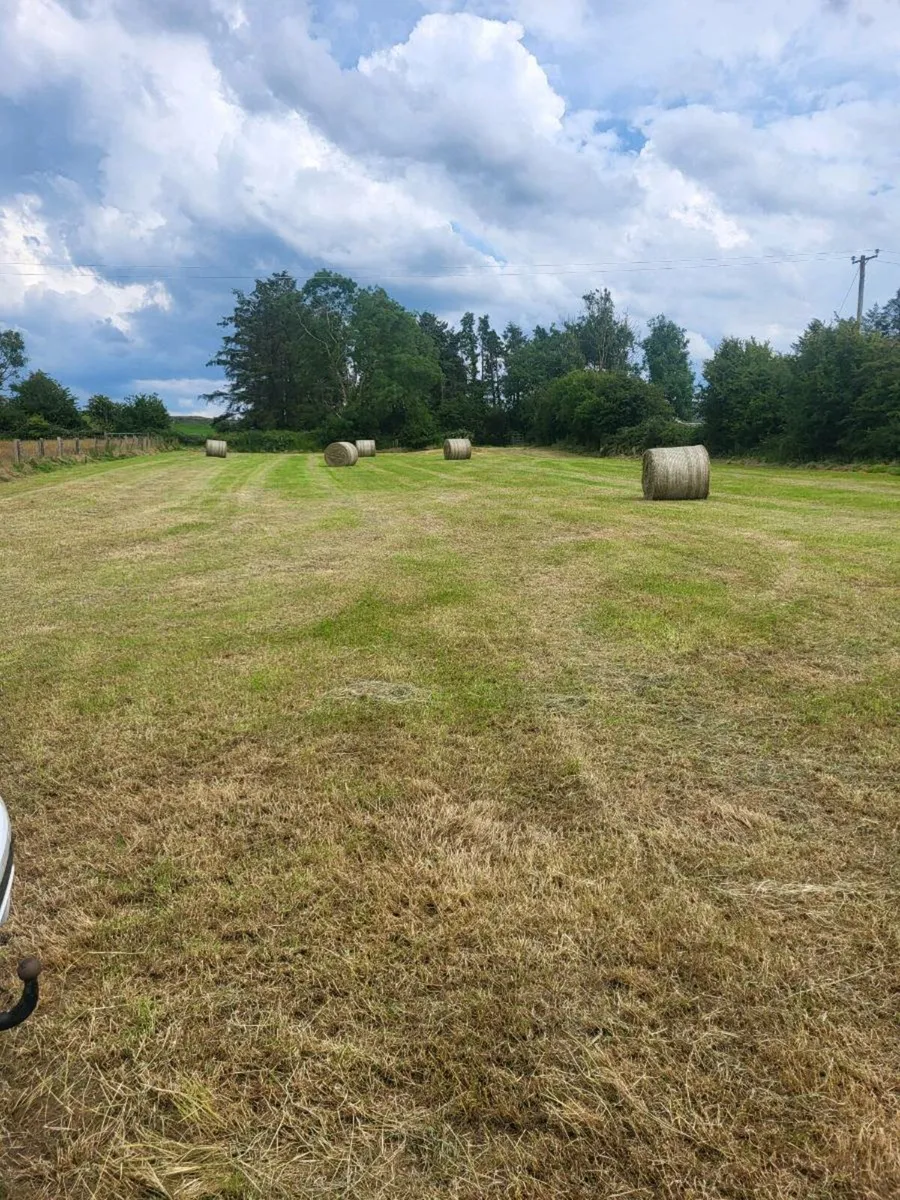 Hay - Image 3