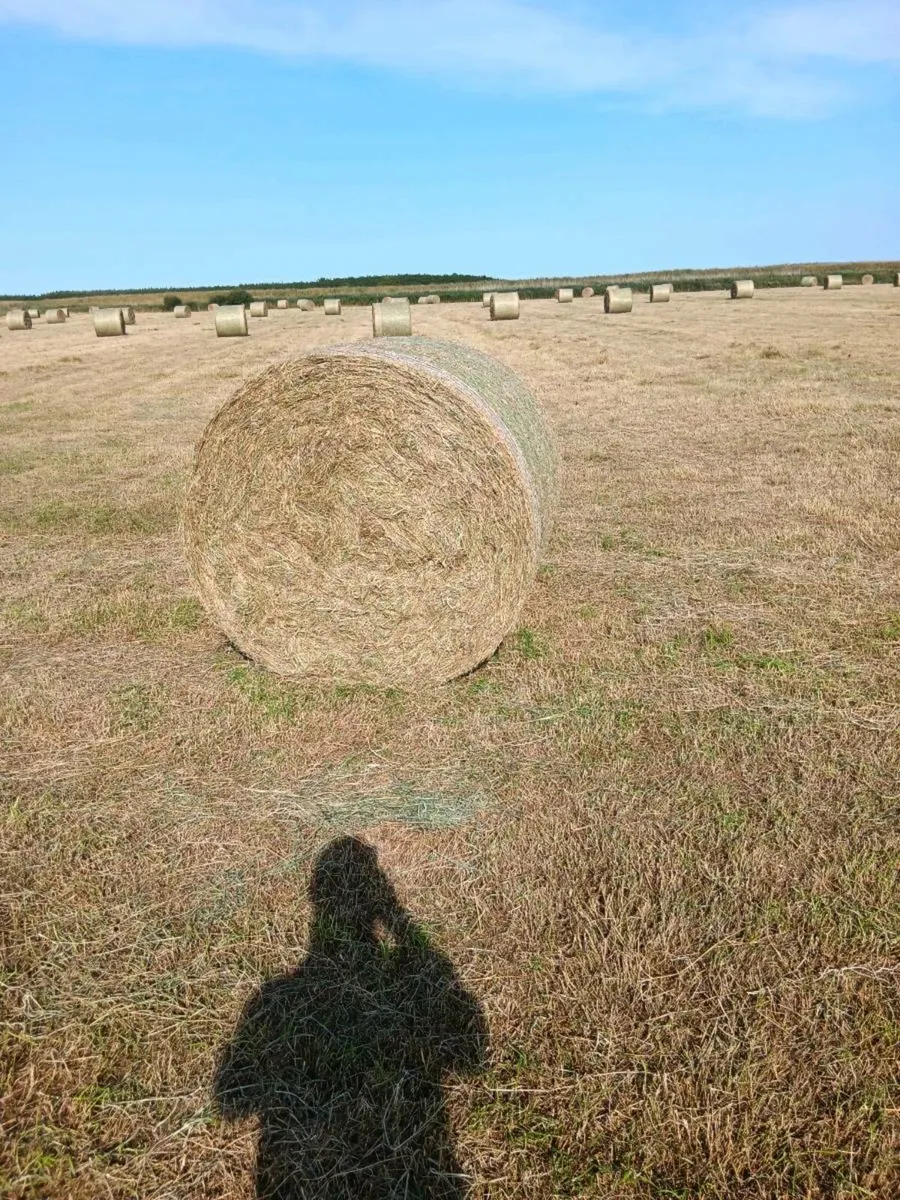 Hay for sale - Image 1